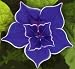 Outdoor Living : Picotee Blue Morning Glory 10 Seeds
