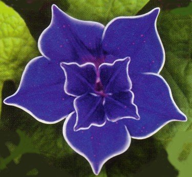 Picotee Blue Morning Glory - 10 Seeds - Easy to Grow!