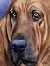 Bloodhound Dog Art Print Signed by Artist DJ Rogers