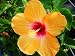 Hibiscus Cheri Single Orange Red Throat Live Starter Plant
