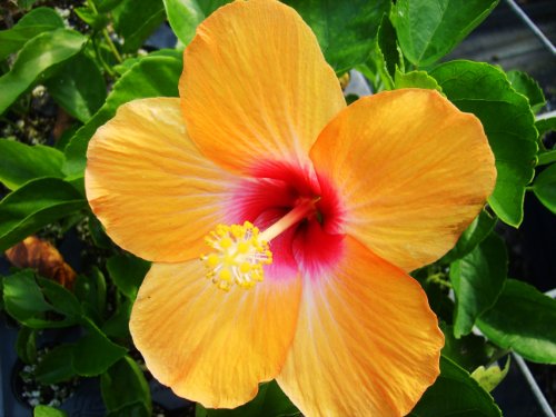 Emeralds TM Hibiscus Tropical Cheri Single Orange Red Throat Live Starter Plant Emerald Emeralds TM Hibiscus Tropical Cheri Single Orange Red Throat Live Starter Plant Emerald