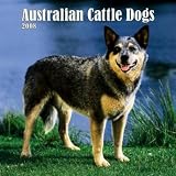 Australian Cattle Dogs 2008 Wall Calendar