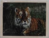 25 Piece Photo Wooden Puzzle - Tiger