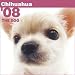   - Chihuahua The Dog 2008 Wall Calendar