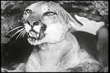 Best Family Movies: Call of the Wilderness DVD (1932) Starring Caesar the Dog, Francis McDonald, Heinie Conklin, Joe De La Cruz, Pedro Regas, and Tom London.