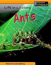 Ants Life in a Colony (Animal Groups)
