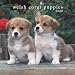 Welsh Corgi Puppies 2008 Mini Wall Calendar