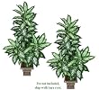 TWO 5' Dieffenbachia Artificial Tropical Silk Plants