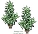 TWO 5' Dieffenbachia Artificial Tropical Silk Plants, with No Pot