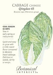 Chinese Cabbage Qingdao Seeds