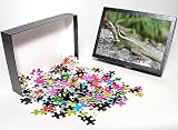 Photo Jigsaw Puzzle of Common Basilisk Basiliscus basiliscus Peten Guatemala from David Tipling