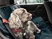 Danish Design - Universal Car Rear Seat Cover For Dogs - Charcoal Grey