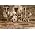 Thumbnail image of The Waterboys