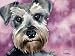 Miniature Schnauzer Dog Art Print Signed by Artist DJ Rogers