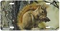 Picnic Perch - Squirrels - Wildlife Decor Art Print - License Plate Tag By Carl Brenders From Airstrike