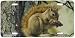 Picnic Perch - Squirrels - Wildlife Decor Art Print - License Plate Tag By Carl Brend...