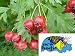  - New Body Hawthorn Berries