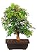 Brussel's Trident Maple Outdoor Bonsai Tree