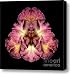 Iris One Point One Canvas Print / Canvas Art - Artist Christopher Gruver