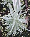 Dwarf Curry Herb Plant - Helichrysum - 3" Pot