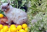 Lemon Scented Catmint 100 Seeds - Herb