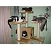 Top Twenty Best Cat Trees on Amazon! Plus a few more goodies!