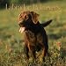 Chocolate Labrador Retrievers 2005 Mini Wall Calendar