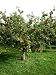 Apple Tree with Fruit in Autumn Malus 