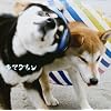 ALIVE(初回限定盤)(DVD付)