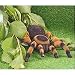 RC Spider Tarantula