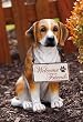 Beagle statuary