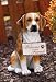 Beagle statuary