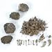 Owl Pellets (Set of 5)