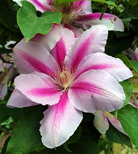 Festival Clematis Vine - Compact Growth - 2.5 Festival Clematis Vine - Compact Growth - 2.5