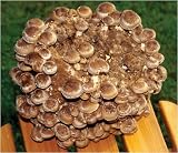 View Details for Shiitake Mushroom Kit