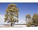 Photographic Prints of Atlas Cedar forest - in the Middle Atlas Mountains from Ardea Wildlife Pets