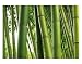 Fototapete Bambus - Bambus Asien Natur Landschaft Paradis Garten Pflanze - Wandbild Bildtapete Motivtapete - Größe 400 x 280 cm