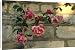 Canvas Prints of Blowsy flowers of the early climbing rose from ArcticPhoto
