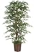 78h Ficus Bush