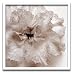 �s�t�H�g�t���[���tjk driggs�@Blossom[One]�i�u���b�T��1�j