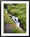 Elk Cove Creek Flowing Through Meadow of Wildflowers, Mt. Hood Wilderness, Oregon, US...