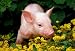 Lucky Pig in Flowers - 60