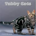 Tabby Cats 2008 Wall Calendar