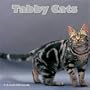 Tabby Cats 2008 Wall Calendar