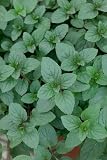 Peppermint Seeds - Mentha Piperata - .02 Grams - Approx 300 Gardening Seeds - Herb Garden Seed