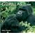 Gorillas