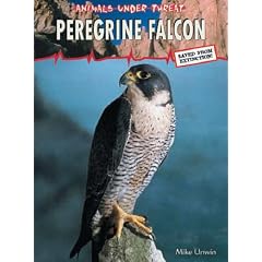 Peregrine Falcon  (Animals Under Threat)