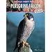 Peregrine Falcon  (Animals Under Threat)
