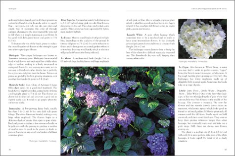 Hydrangeas
