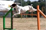 Dog Agility Training 101 - A Beginners Guide To The Exciting Sport Of Dog Agility Training